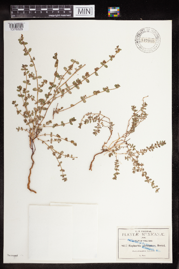 Euphorbia adenoptera image