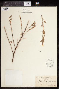 thumbnail image of current specimen