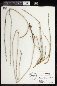 Euphorbia antisyphilitica image