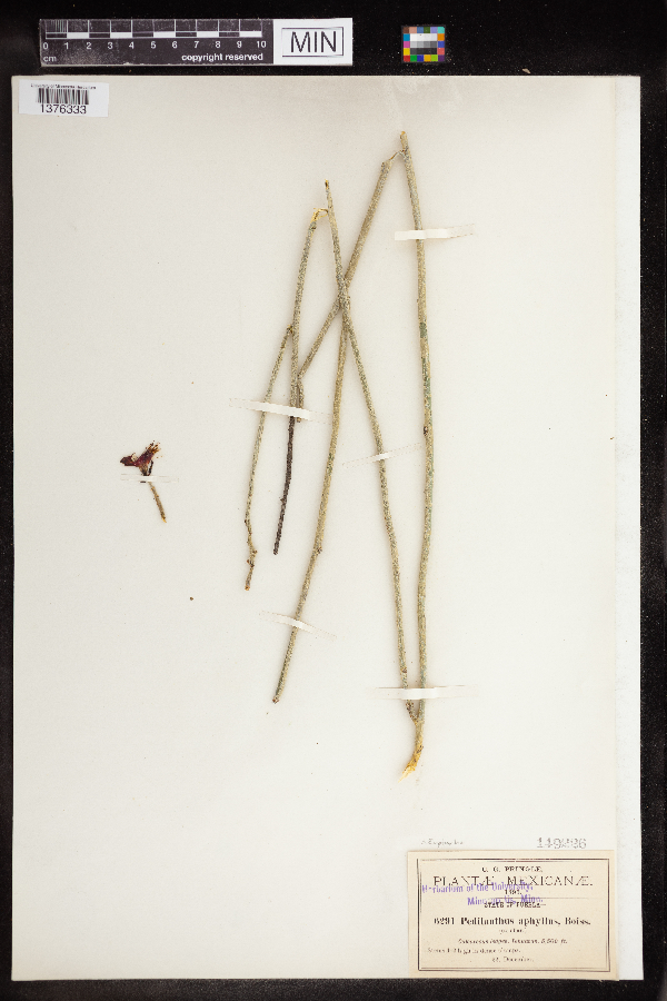 Euphorbia aphylla image