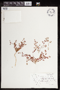 Euphorbia arizonica image