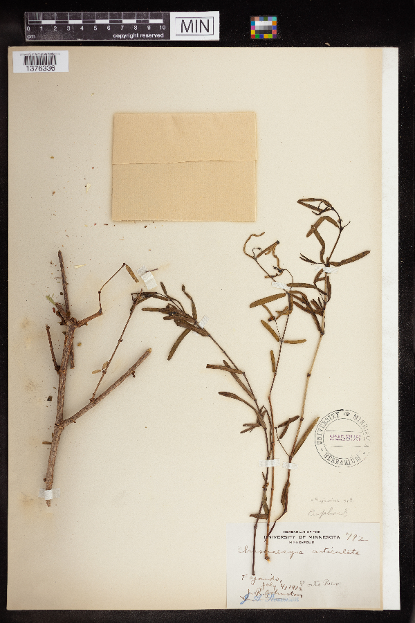 Euphorbia articulata image