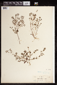 thumbnail image of current specimen