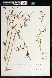 Thumbnail image of current specimen