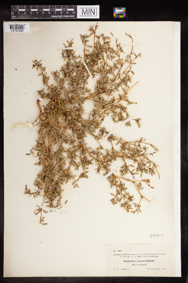 Euphorbia incerta image