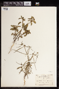 thumbnail image of current specimen