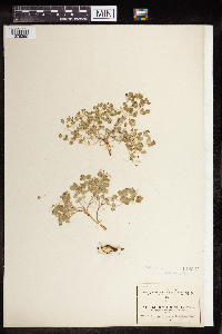 Euphorbia macropus image