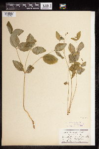 Euphorbia mercurialina image