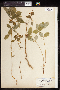 Euphorbia mercurialina image