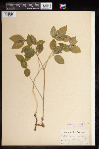 Euphorbia mercurialina image