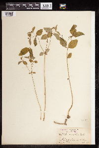 Euphorbia mercurialina image