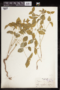 Euphorbia mercurialina image