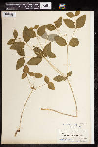 Euphorbia mercurialina image