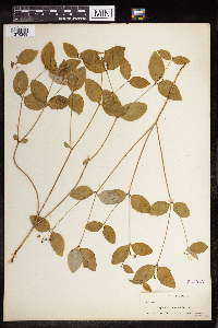 Euphorbia mercurialina image