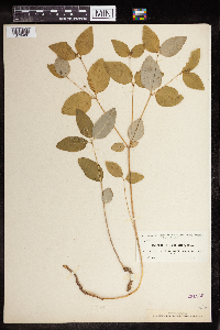 Euphorbia mercurialina image