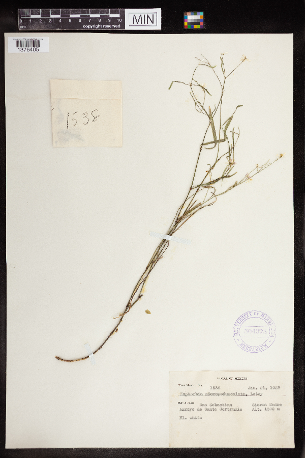 Euphorbia microappendiculata image