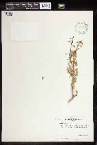Euphorbia misera image