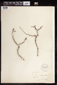 Euphorbia misera image