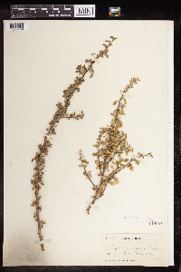 Euphorbia misera image