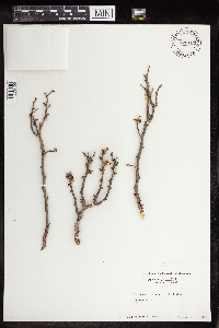 Euphorbia misera image