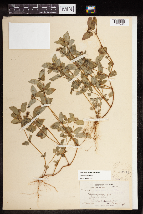 Euphorbia ophthalmica image