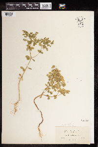 Euphorbia peplus image