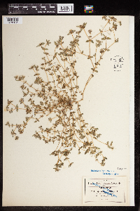 Euphorbia ophthalmica image