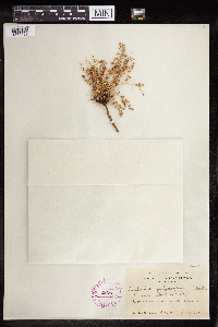 Euphorbia polycarpa image