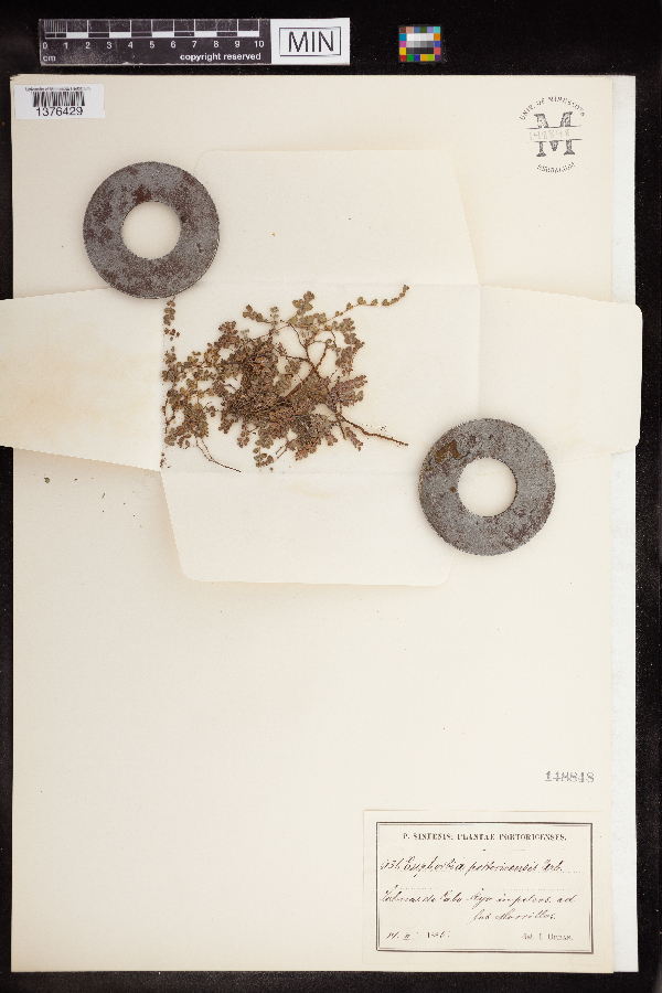 Chamaesyce turpinii image