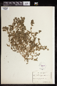 Euphorbia prostrata image