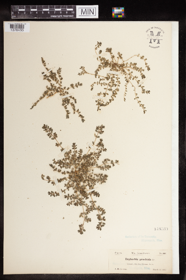 Euphorbia prostrata image