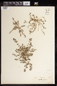 Thumbnail image of current specimen