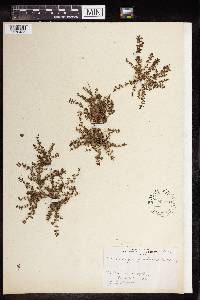Euphorbia prostrata image