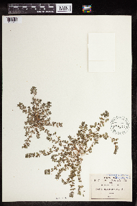 Euphorbia prostrata image