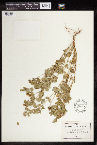 Euphorbia prostrata image