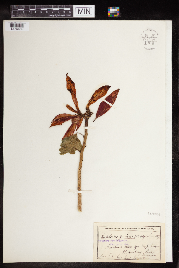 Euphorbia punicea image