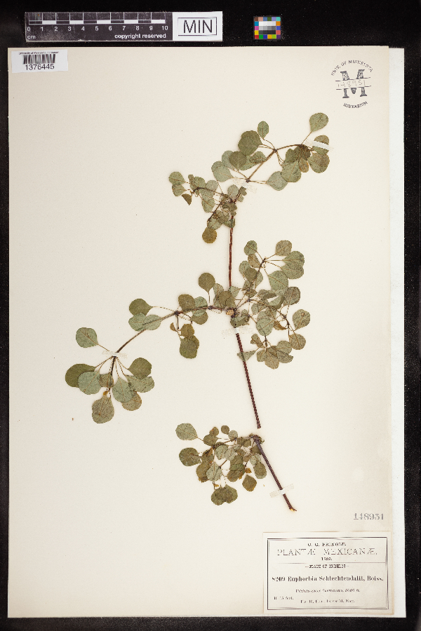 Euphorbia schlechtendalii image