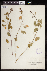 Euphorbia schlechtendalii image