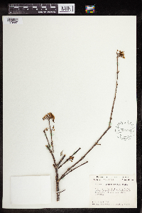 Euphorbia schlechtendalii image