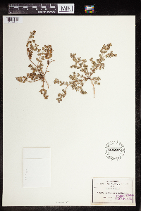thumbnail image of current specimen