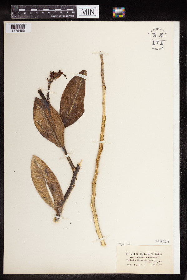 Euphorbia tithymaloides image