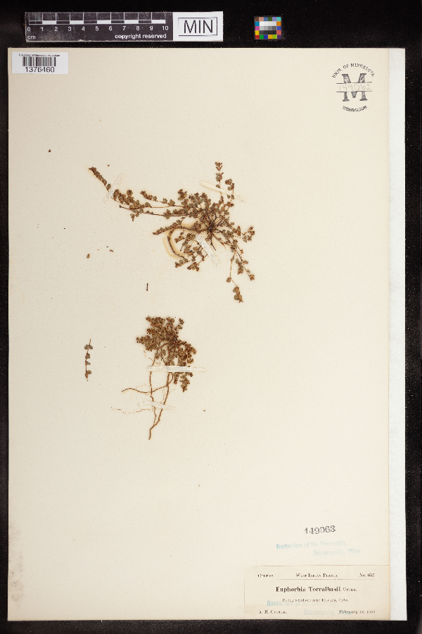 Chamaesyce torralbasii image