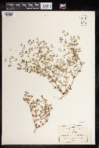 thumbnail image of current specimen