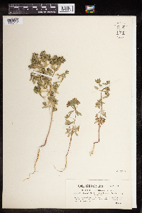 Media resource of Euphorbia acuminata