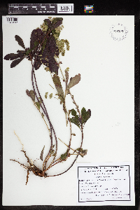 Euphorbia amygdaloides image