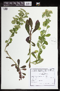 Euphorbia amygdaloides image