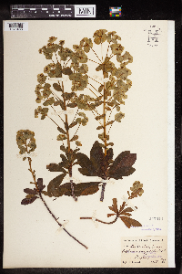 thumbnail image of current specimen