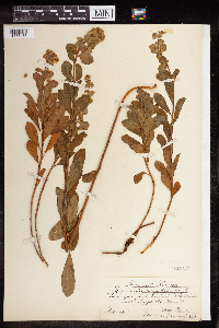 Euphorbia amygdaloides image