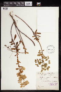 Euphorbia amygdaloides image