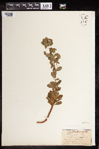 Euphorbia amygdaloides image